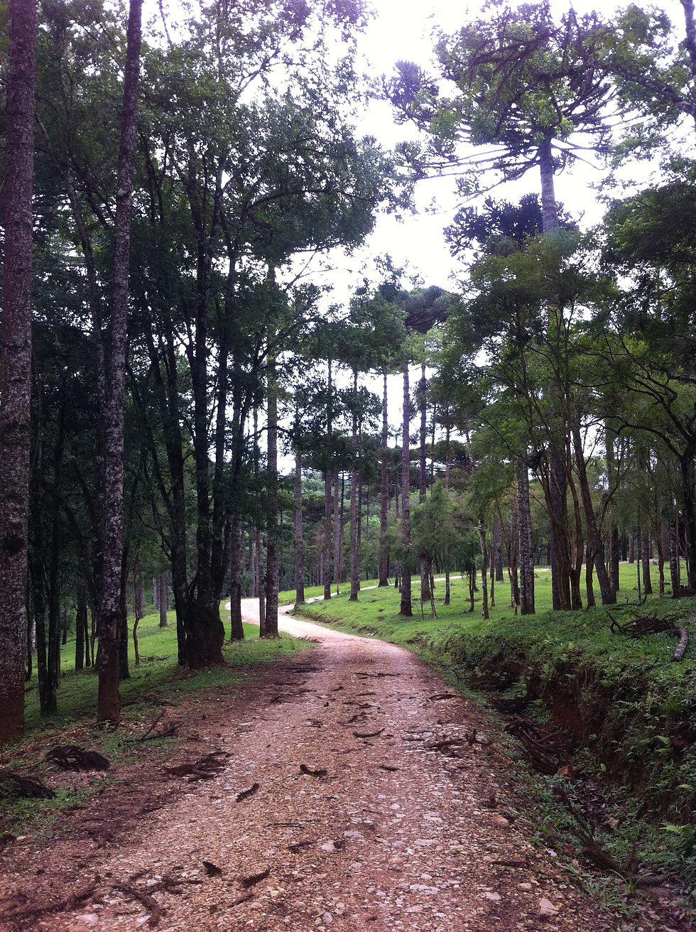 Trilha e Natureza