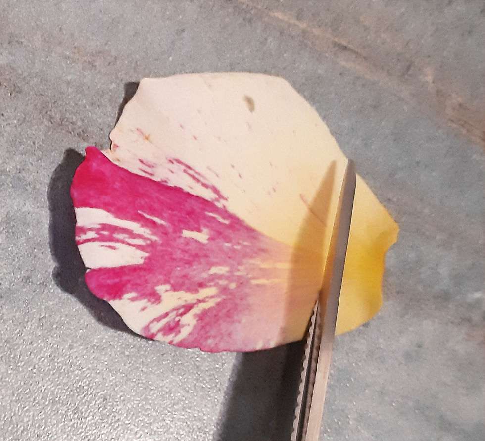 Ciseaux coupant la base blanche d'un pétale de rose