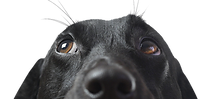 Closeup of a Black Dog_edited_edited.png