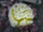 Vesiegneit