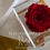 Miniatura: Elegant Single Rose 
