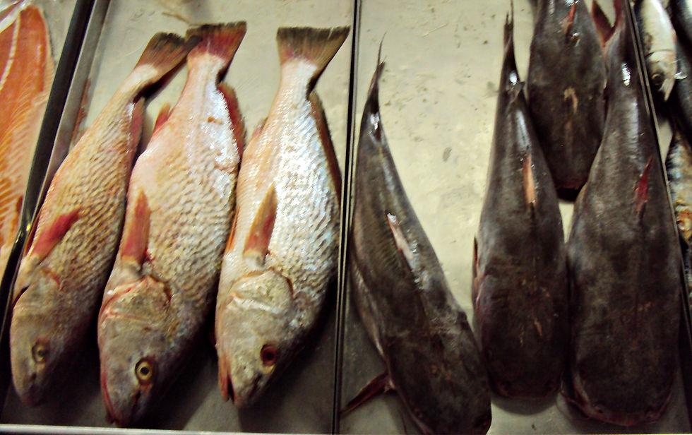 Peixes frescos.