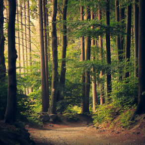 Sunlit forest path in Portugal — nature, sustainability and slow living at Lenta Vida retreat