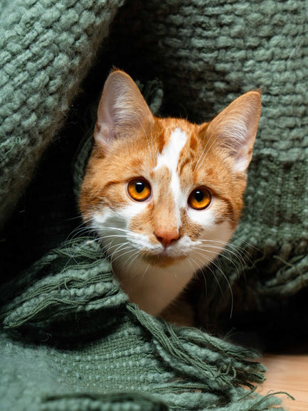 Katten fotoshoot aan huis