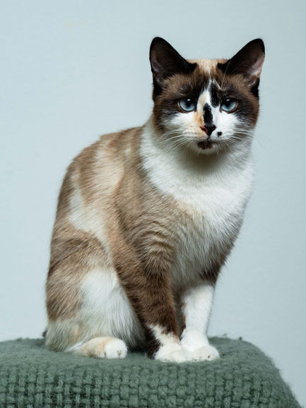 Katten fotoshoot aan huis