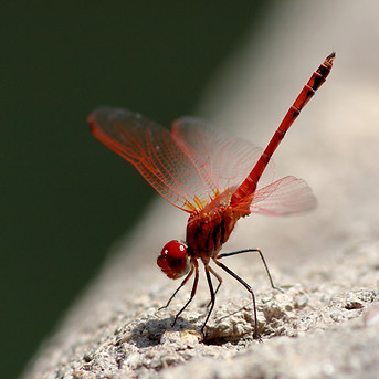 picadura-de-mosquitos