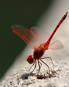 Dragonfly
