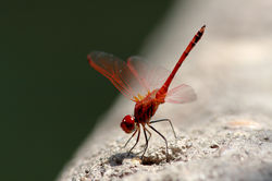 Dragonfly