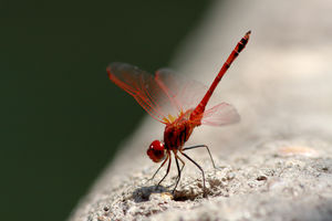 Red Dragonflies