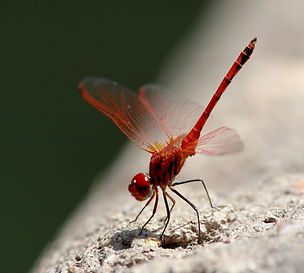 Red Dragonfly