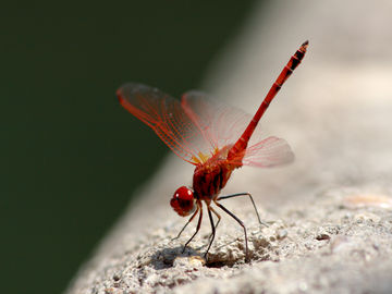Wonderful happenings in our Southern Zone of Costa Rica
