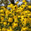 Thumbnail: Rudbeckia laciniata