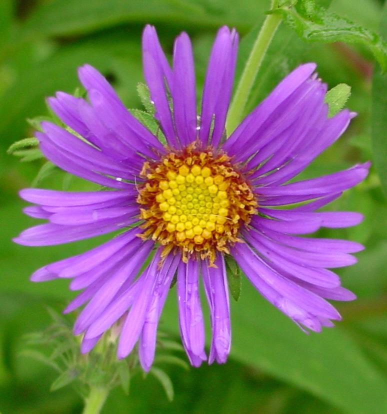 Thumbnail: Aster novi-belgii