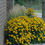 Thumbnail: Black Eye Susan (Rudbeckia fulgida)