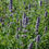 Thumbnail: Agastache foeniculum