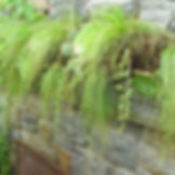 Thumbnail: Carex appalachica