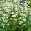 Thumbnail: Penstemon digitalis