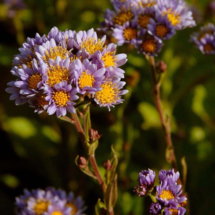 Thumbnail: Aster tataricus 'Jindai'