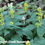 Thumbnail: ZigZag Goldenrod  (Solidago flexicaulis)