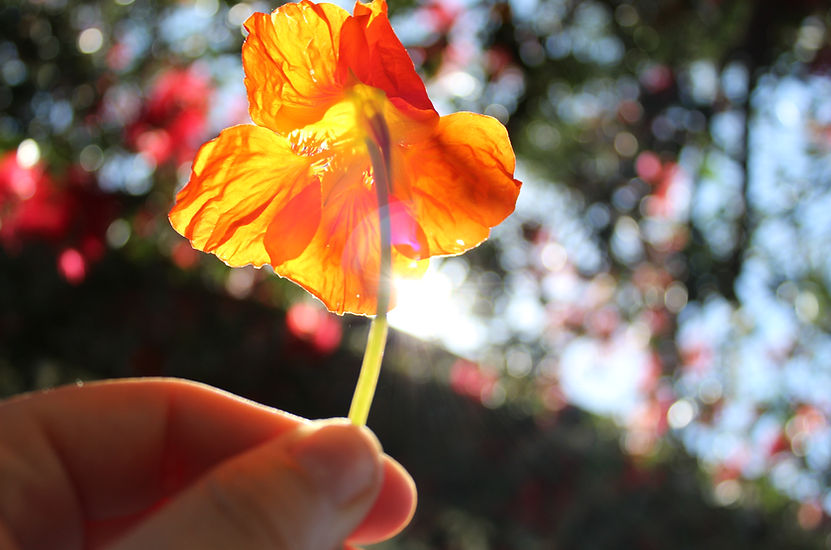 Nasturtium in the Morning Sun