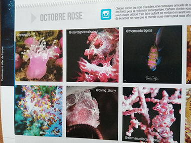 PlongezN36 photo Insta Octobre rose.jpg