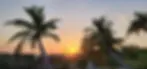 Sunset with coconut palm trees