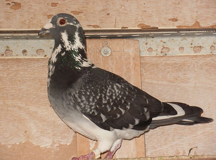 pinto empedrado.jpg