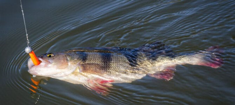 fish 15.jpg