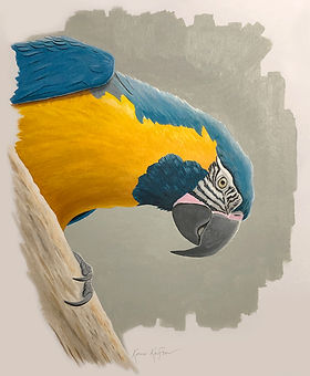 Blue-thr Macaw 20201206 1150h.jpg