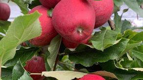 Die Apfelernte hat gestartet..