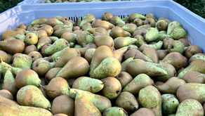 🍐..les Conference sont maintenant cueillies..🍐