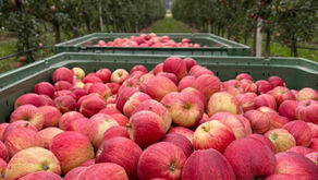 ..die Galaernte geht los..🍎💪🏻