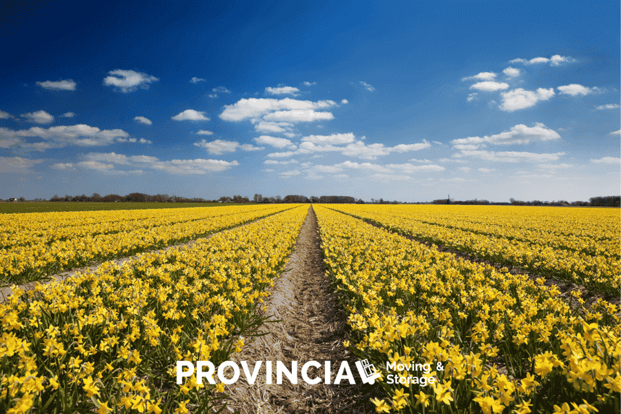 Wide view of a vibrant yellow daffodil field in Saanichton, with neat rows stretching toward the horizon under a bright blue sky dotted with soft white clouds. A dirt path runs straight down the center, creating strong perspective lines.
