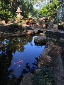 Lantern and Koi in Summer