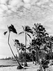 Hawaii Dreaming Trees