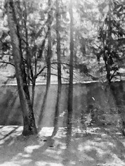 Through the Innsbrook Trees