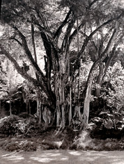 Large Hawaii Tree