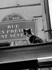 Street Cat