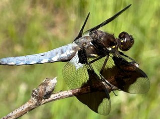 Dragonfly at Snk'mip marsh