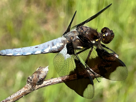 Dragonfly at Snk'mip marsh