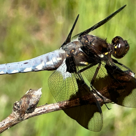 Dragonfly at Snk'mip marsh