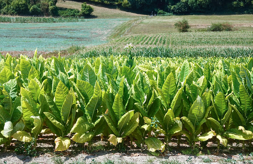 Broye18.jpg