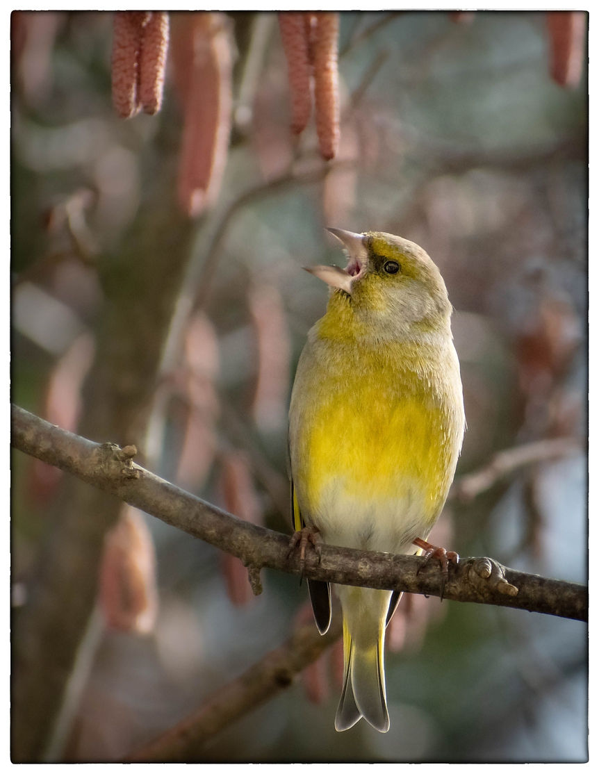 Birds65.jpg
