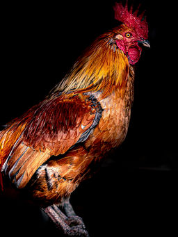 _55A6316-Modifier.jpg
