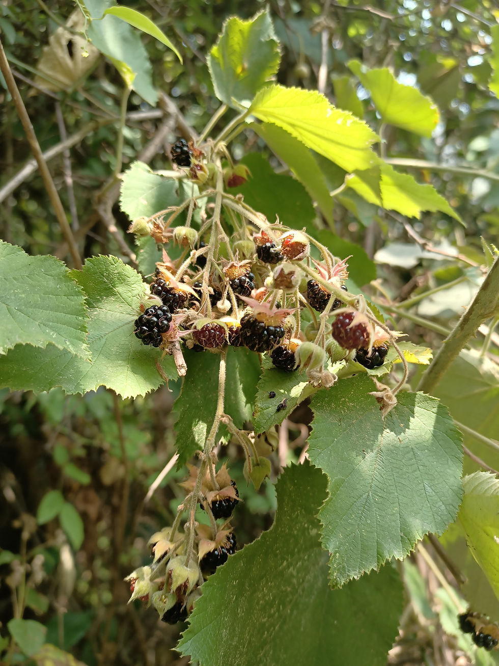 Hisar (Rubus ellipticus) is a small, local Himalayan raspberry. Image by Divya Chowfin.