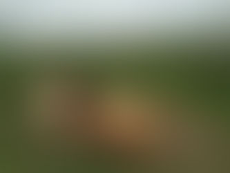 Gujarat’s indigenous Patanwadi wool and sheep, on a steady fall