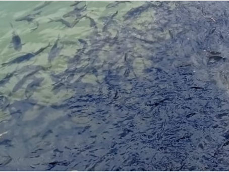 Fish sanctuaries and community support for conservation of Meghalaya’s mahseer