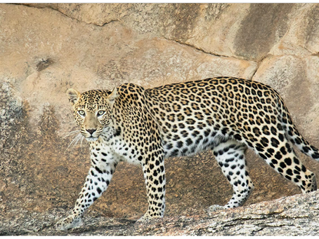 Bera’s free-roaming leopards walk on thin ice as tourism grows