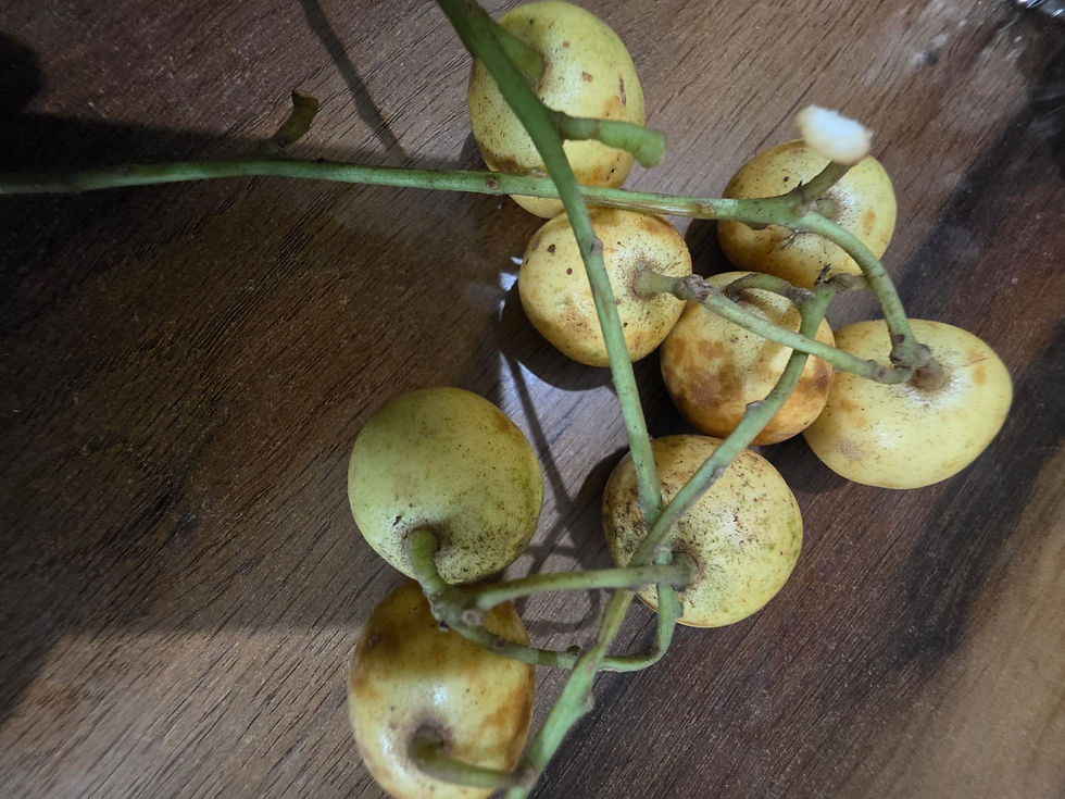 Leteku, or Burmese grape, once grew commonly in people’s backyards and homesteads in Assam. Now it is becoming increasingly rare to find, even in local markets. Image by Azera Parveen Rahman.