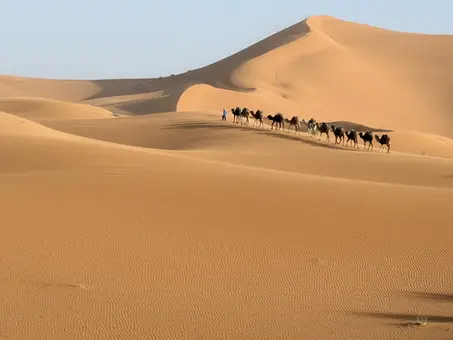 A caravan of camels walking through the Sahara Desert in Morocco